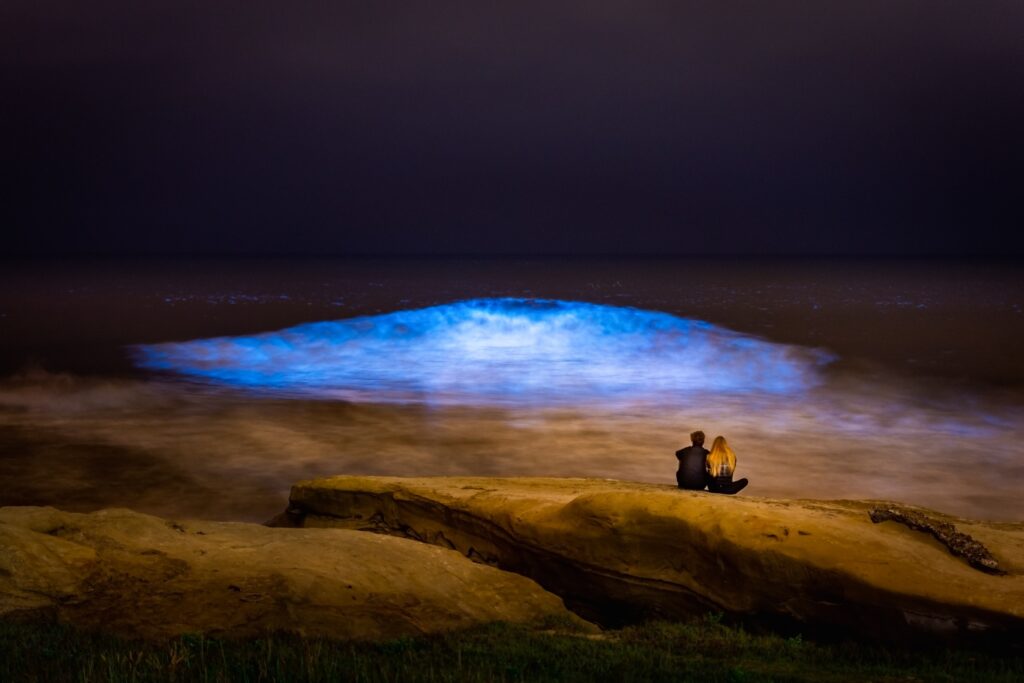Explore 7 MustSee Bioluminescent Beaches in the World in 2024