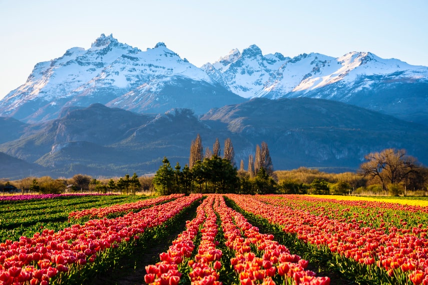 Best Time for Lapacho Blooming in Buenos Aires 2024 