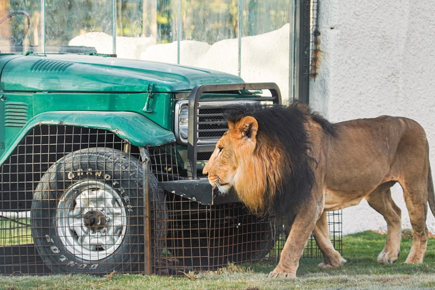 Riyadh Zoo