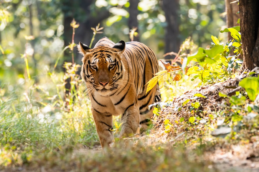 Go and see tigers at Ranthambore National Park.