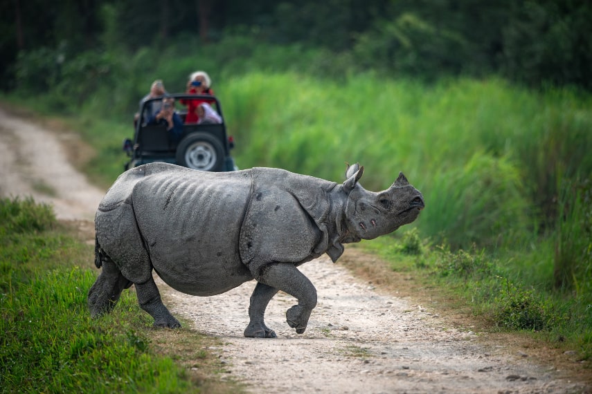 Take a wildlife trip in Kaziranga National Park.